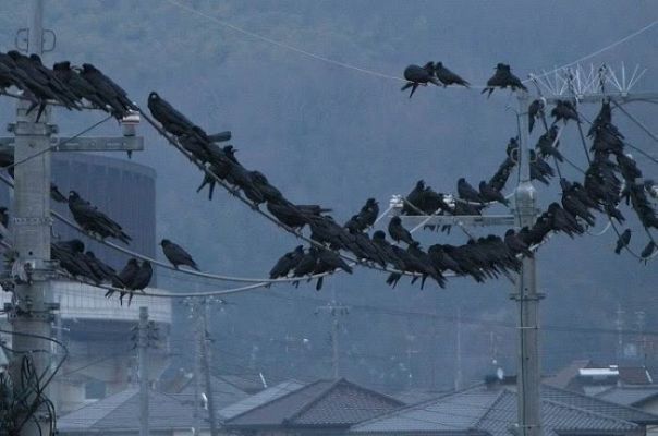 On Off - On Off: El retorno de los pájaros