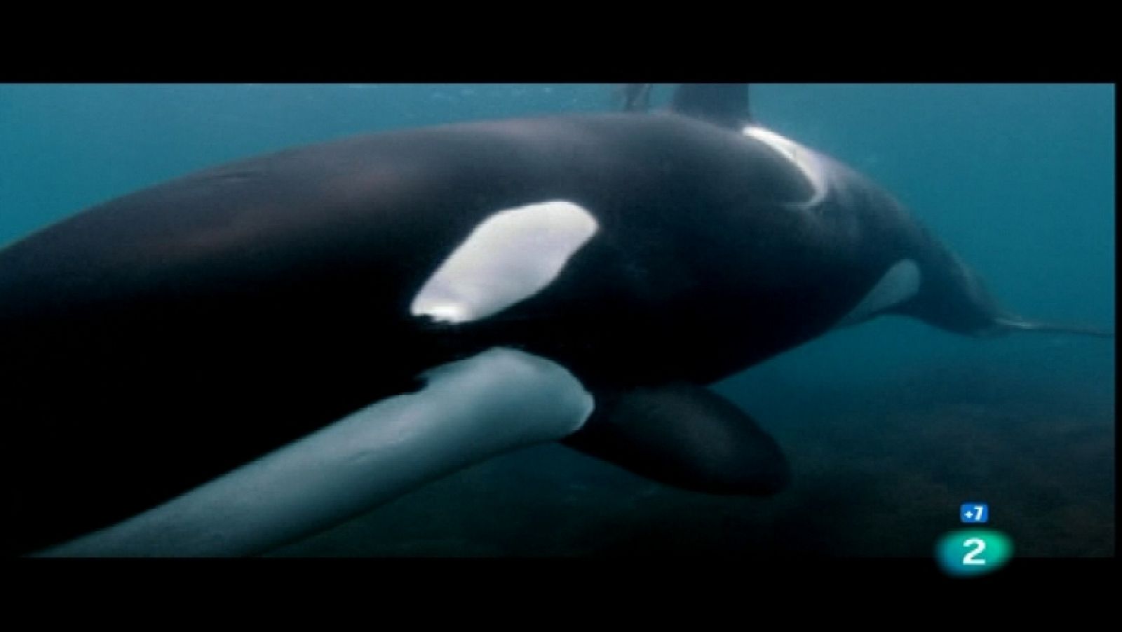 Grandes documentales - Orcas Asesinas