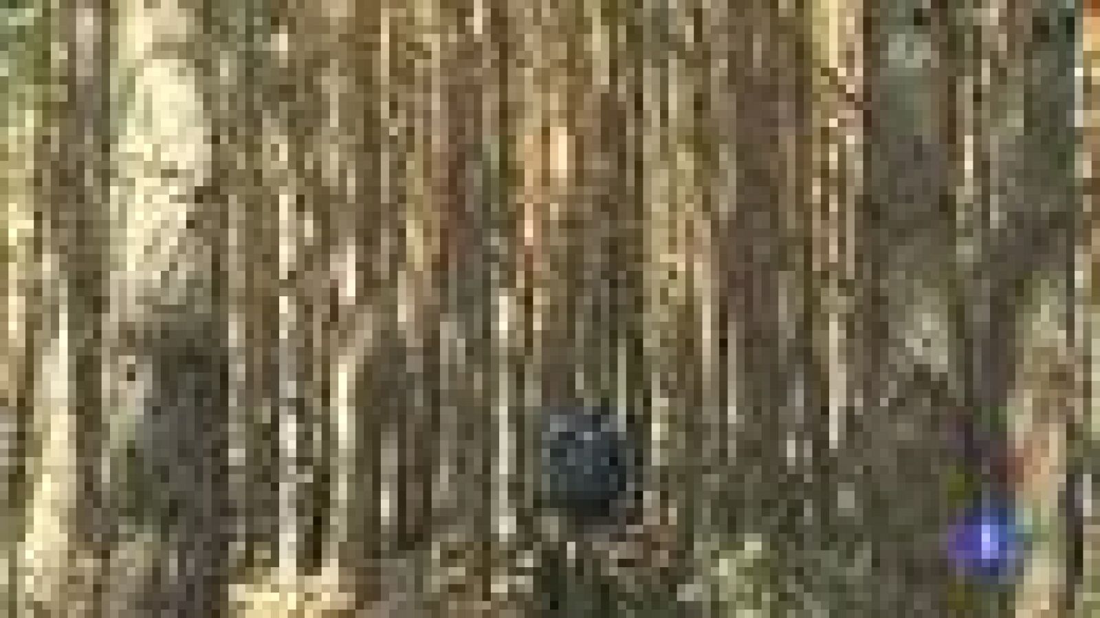 Sostenibilidad de los montes españoles