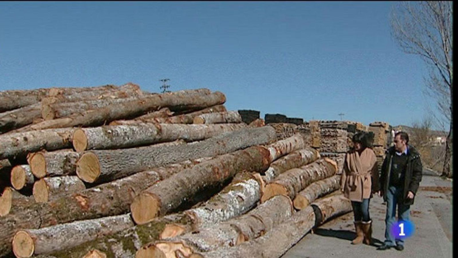 Barricas de roble español, una iniciativa sostenible