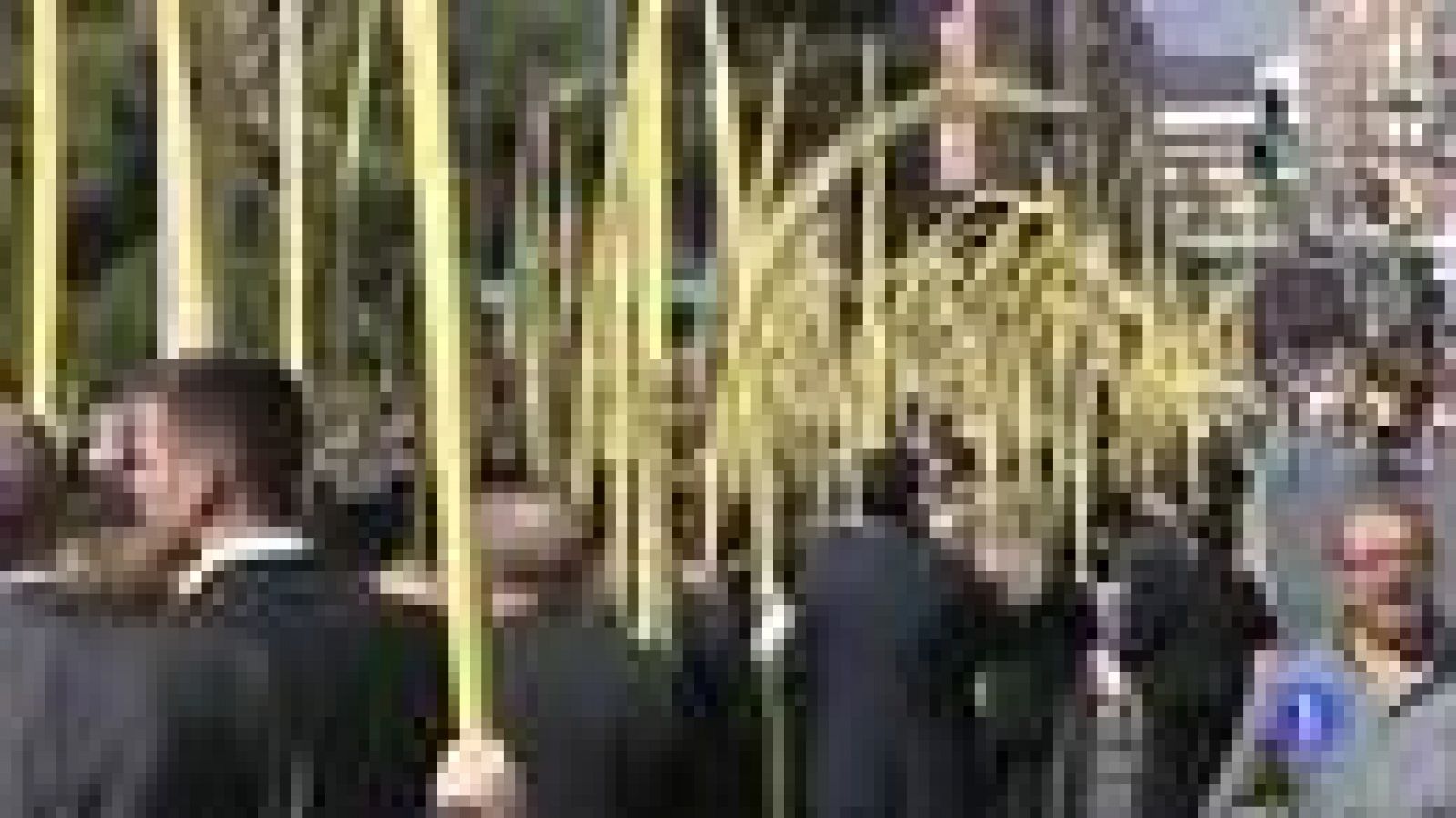 Las Palmas de Elche | Ver