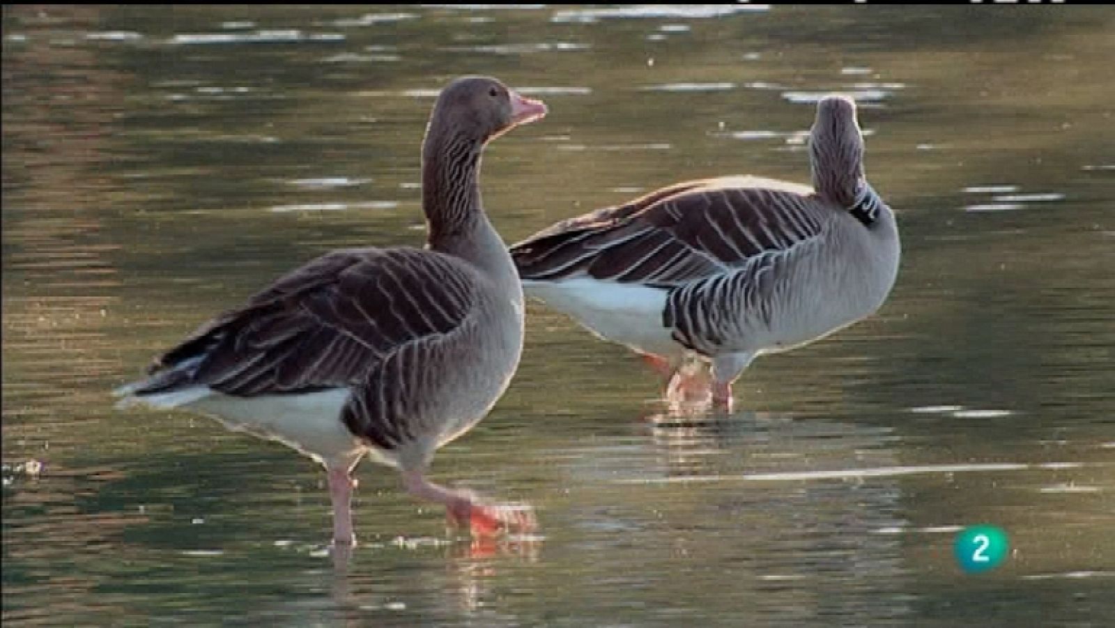 Biodiario - 01/04/12 - Ver ahora