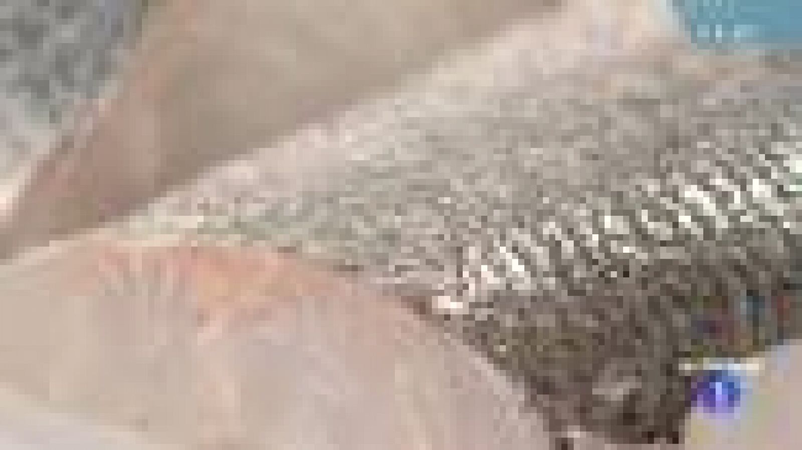 Pescadilla con patatas en salsa verde