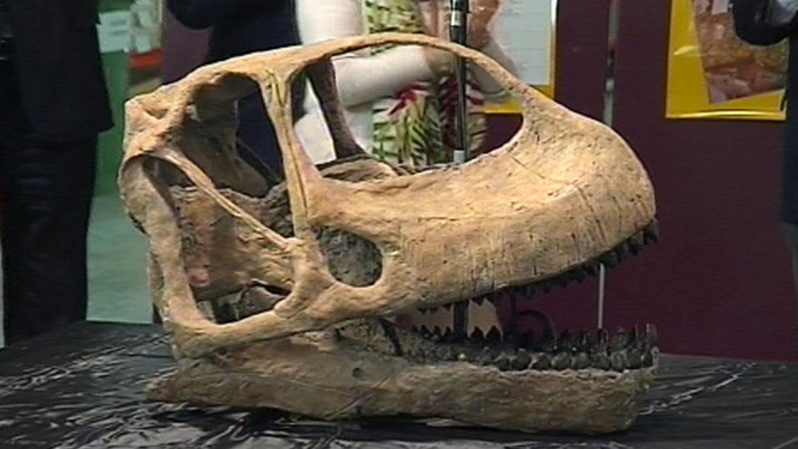 En Teruel han presentado el cráneo de uno de los dinosaurios más grandes de Europa