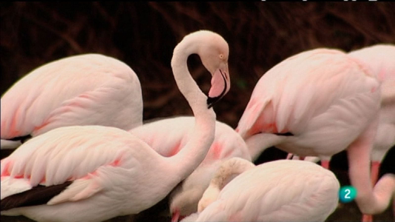 Biodiario - 04/04/12 - Ver ahora