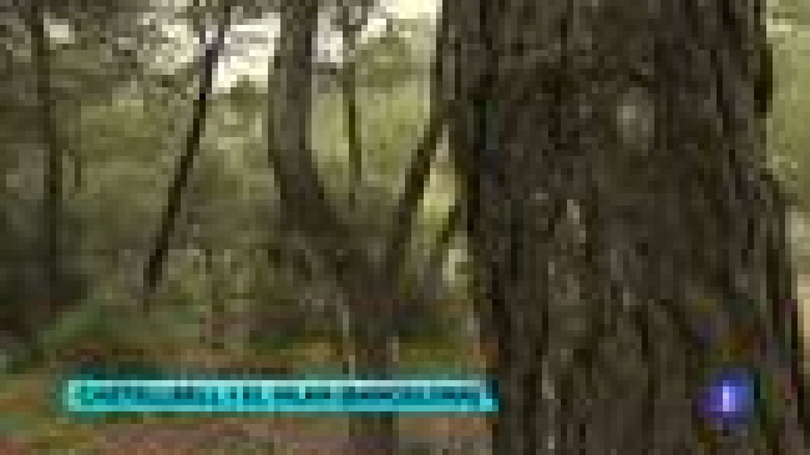 Los campamentos, una propuesta económica para las vacaciones familiares