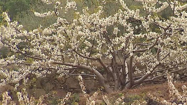 Telediario 1 - El Jerte, destino turístico