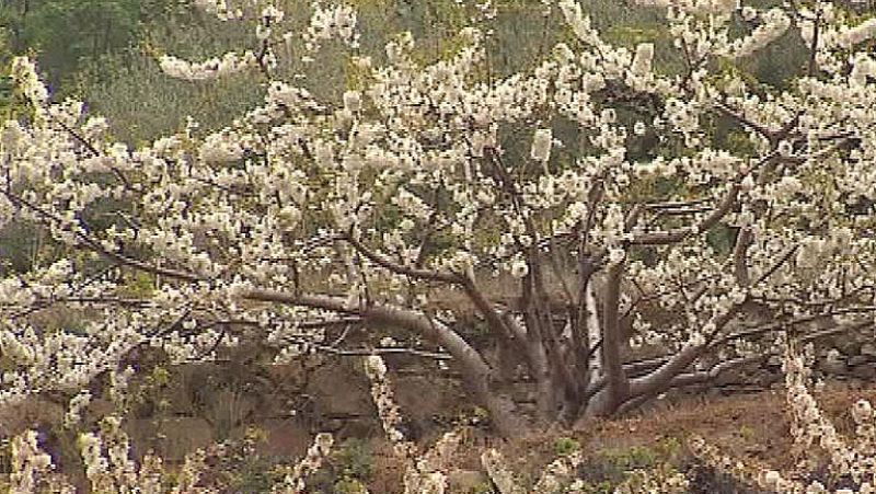 El cerezo en flor del Valle del Jerte
