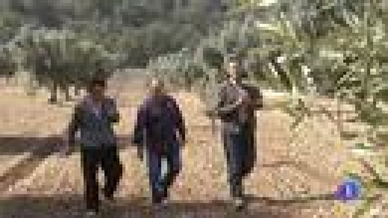 España es el primer productor mundial de aceite