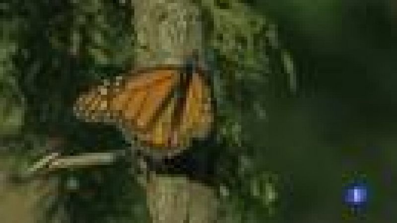 Las sequías de Norteamérica disminuyen el número de ejemplares de mariposas 