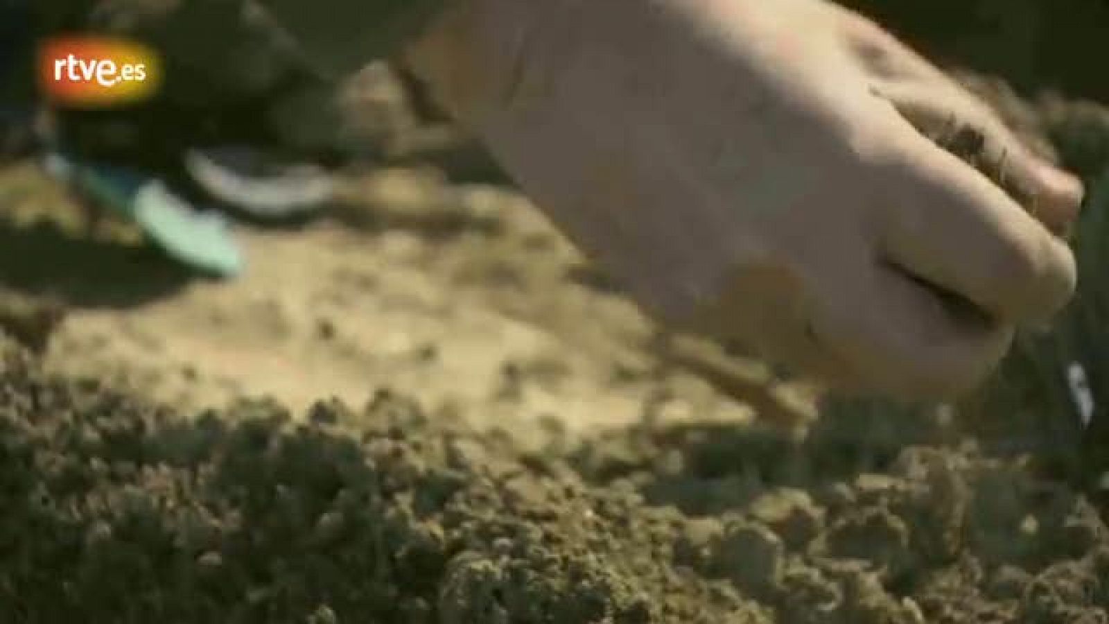 Los oficios de la cultura - Avance:  Enric Mestre, ceramista - Los oficios de la cultura | Ver