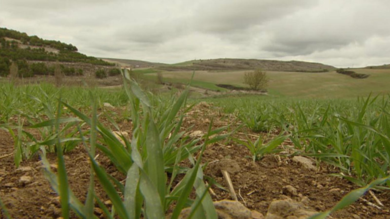 Informe Semanal - Campos con sed