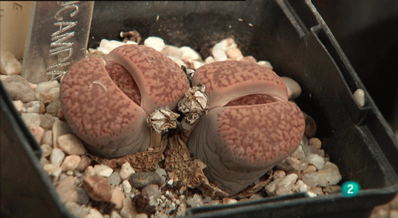 La aventura del saber. Cuaderno de Gaia: Plantas Crasas