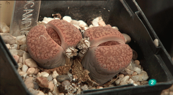 La aventura del Saber - Plantas Crasas