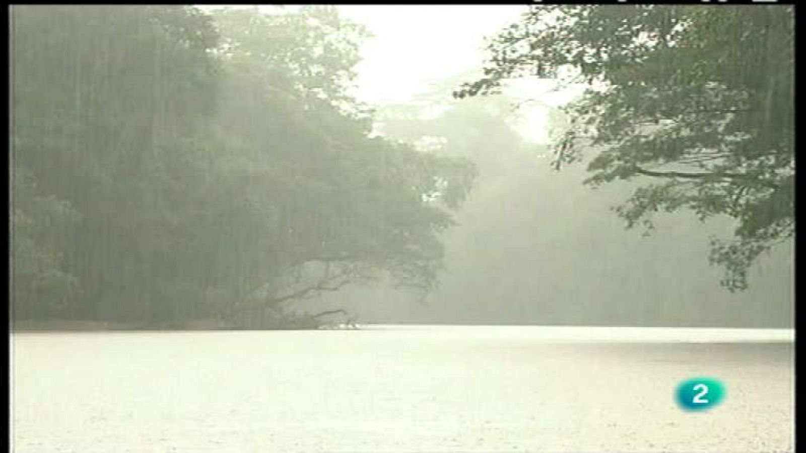 El bosque protector - El bosque tropical. Un paraíso en peligro - ver ahora