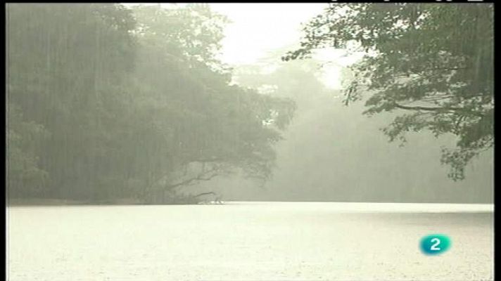 El bosque protector - El bosque tropical.