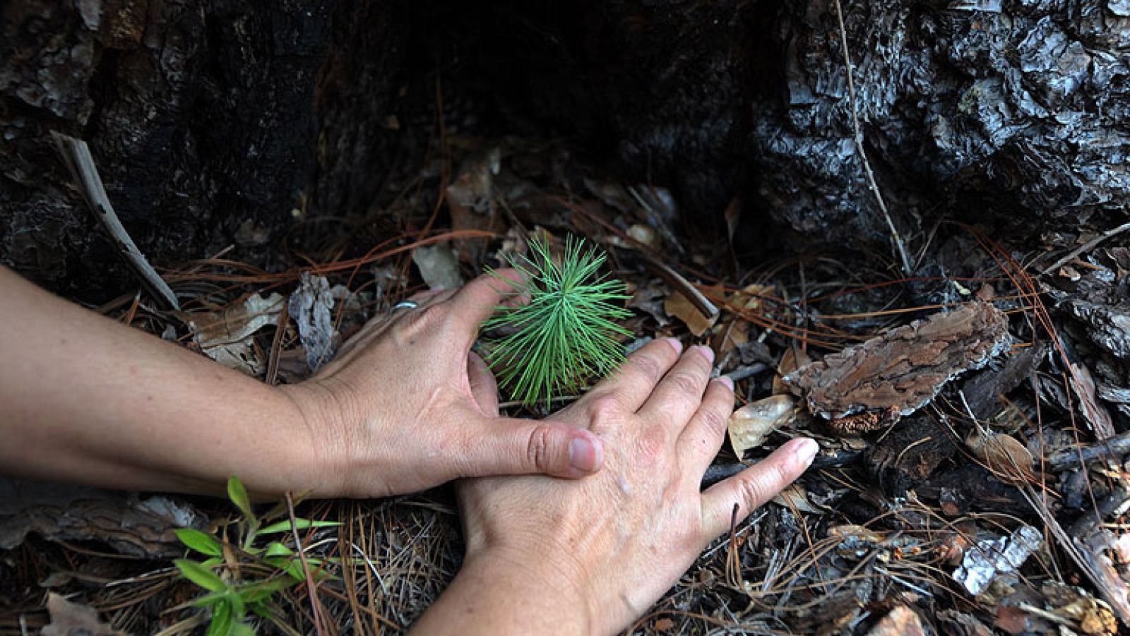 Este domingo es el día de la Tierra, un día instaurado para crear una conciencia común a los problemas de la superpoblación, la producción de contaminación, la conservación de la biodiversidad y otras preocupaciones ambientales para proteger la Tierra.