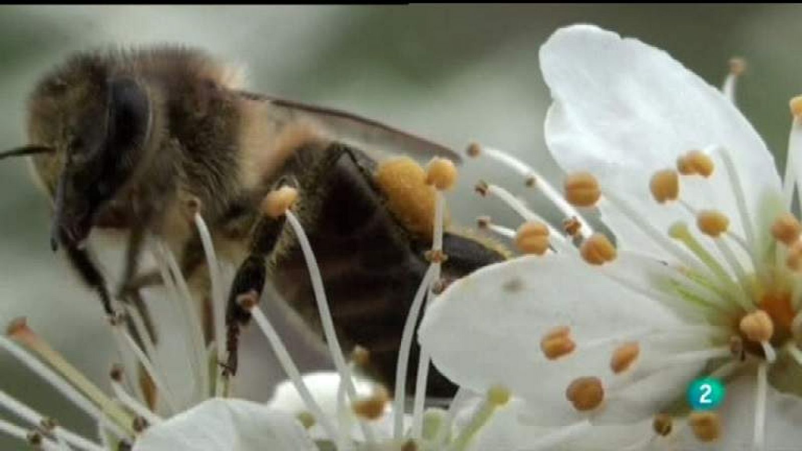 La aventura del saber - 23/04/12 - Ver ahora