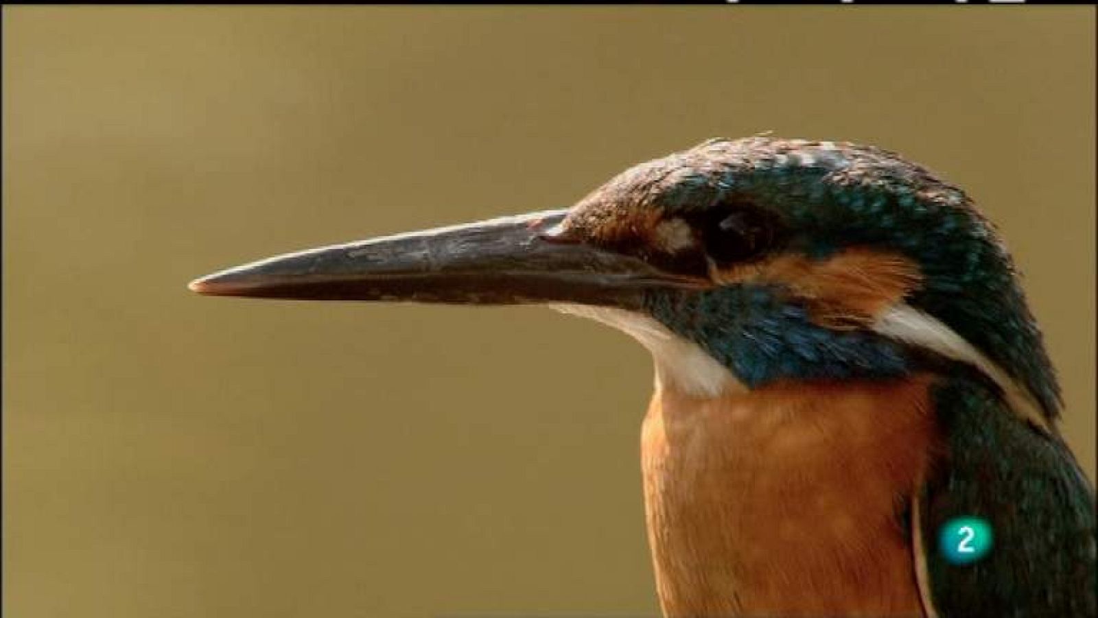 Biodiario - 24/04/12 - ver ahora