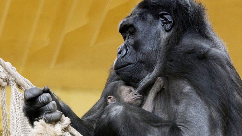 Una gorila recién nacida amplia el número de animales de Cabárceno