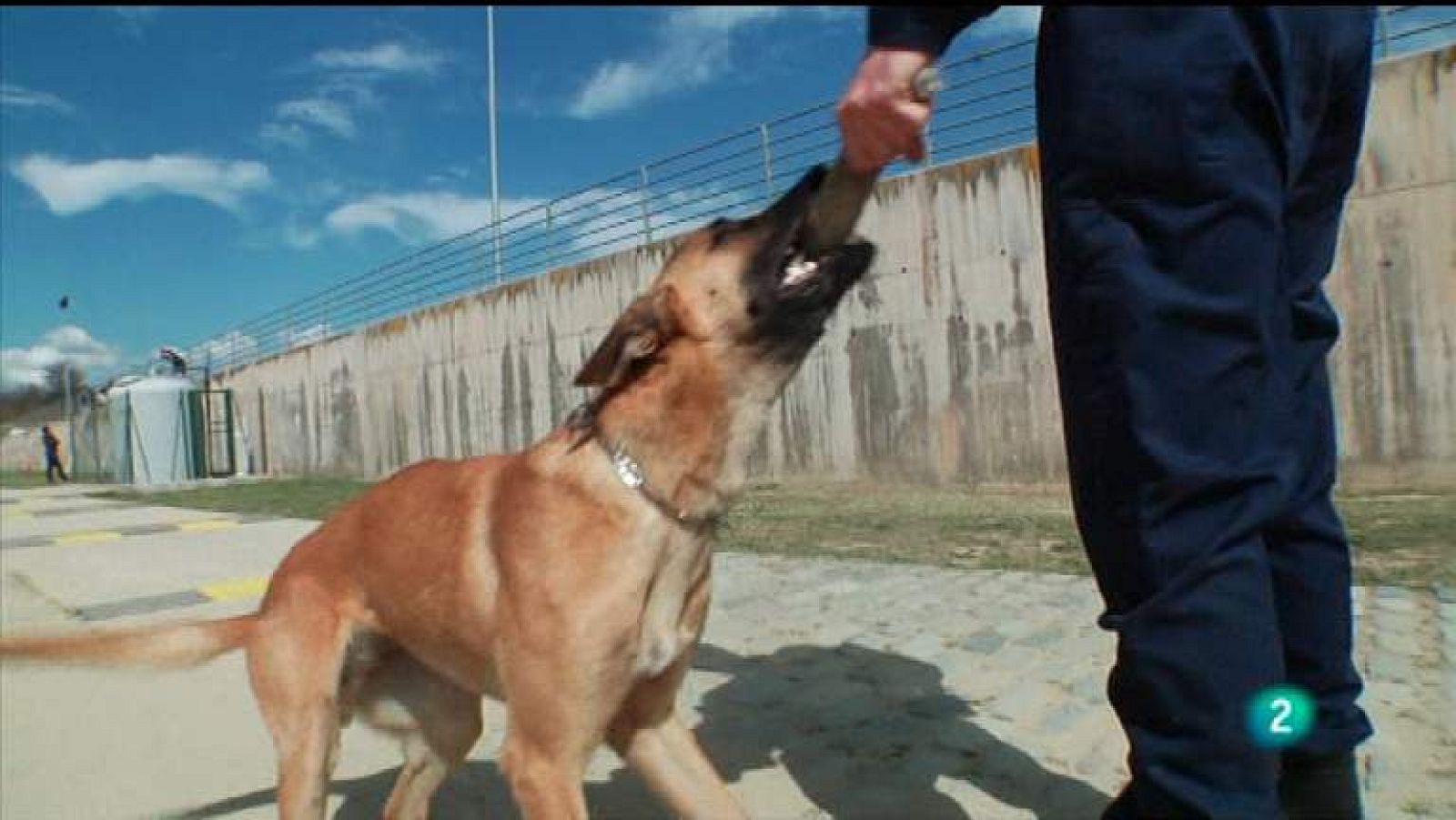 Más que perros y gatos - T2 - Capítulo 2 - Ver ahora