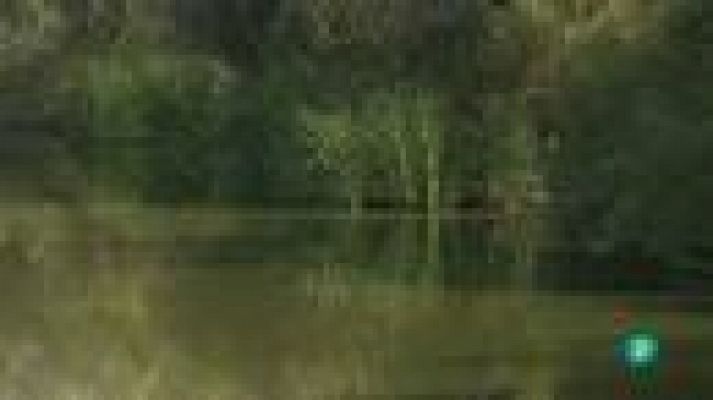 La aventura del Saber - Ranas y sapos