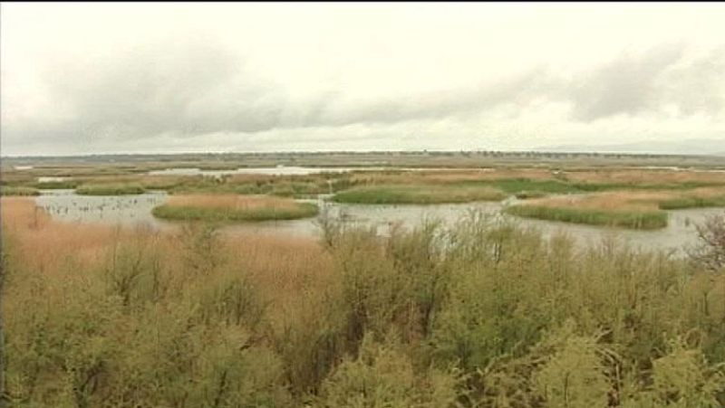 Los ecologistas se enfrentan al gobierno por las aguas de las Tablas de Daimiel