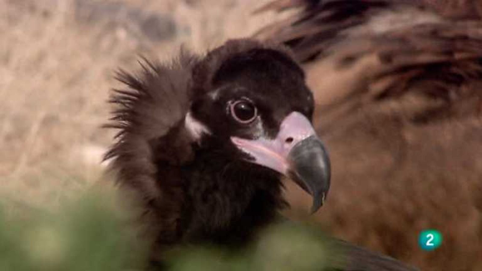 "Naturaleza: El halcón peregrino cuida muy bien de su familia. Futuro: El veneno, gran enemigo del buitre negro."