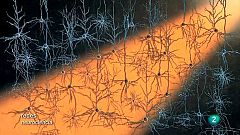 Redes - Modificar el cerebro con luz (V.O.)