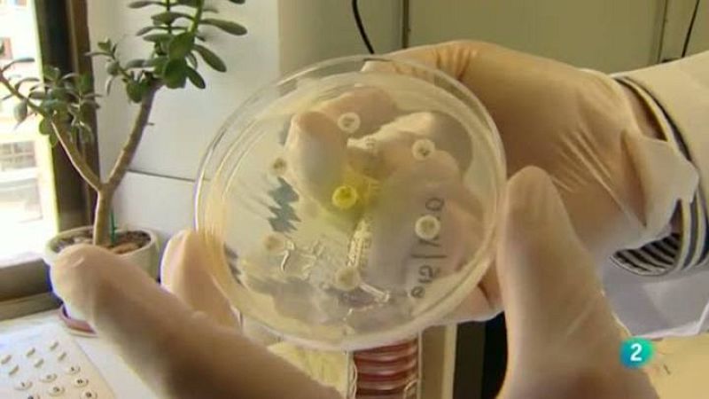  Para todos La 2 - Los antibióticos