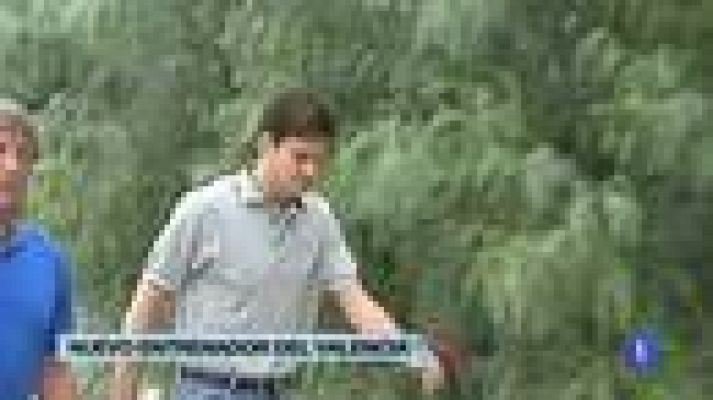 Telediario 1 - Mauricio Pellegrino, nuevo técnico del Valencia.