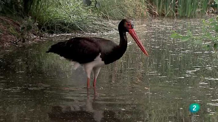 Biodiario - Biodiario - 08/05/12