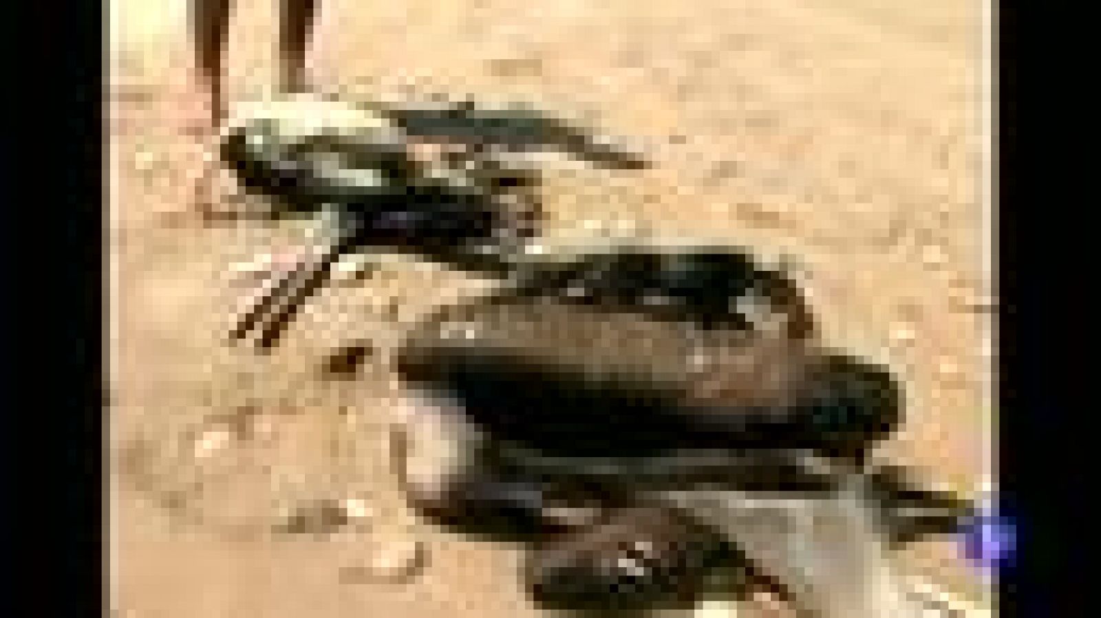 Alerta sanitaria en Perú por la muerte de cientos de pelícanos y delfines