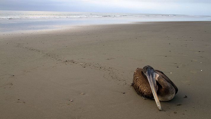 Telediario 1 - Alerta sanitaria en Perú