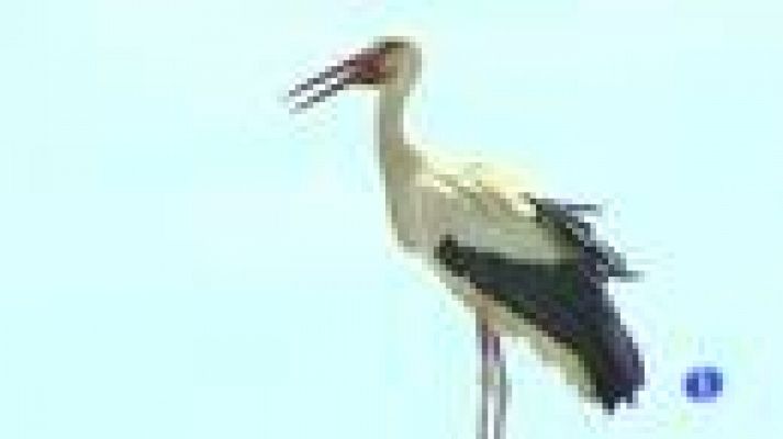 Telediario 1 - Día mundial de las aves migratorias
