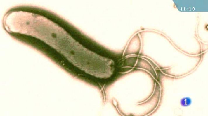 Saber vivir - Helicobacter Pylori - 15/05/12