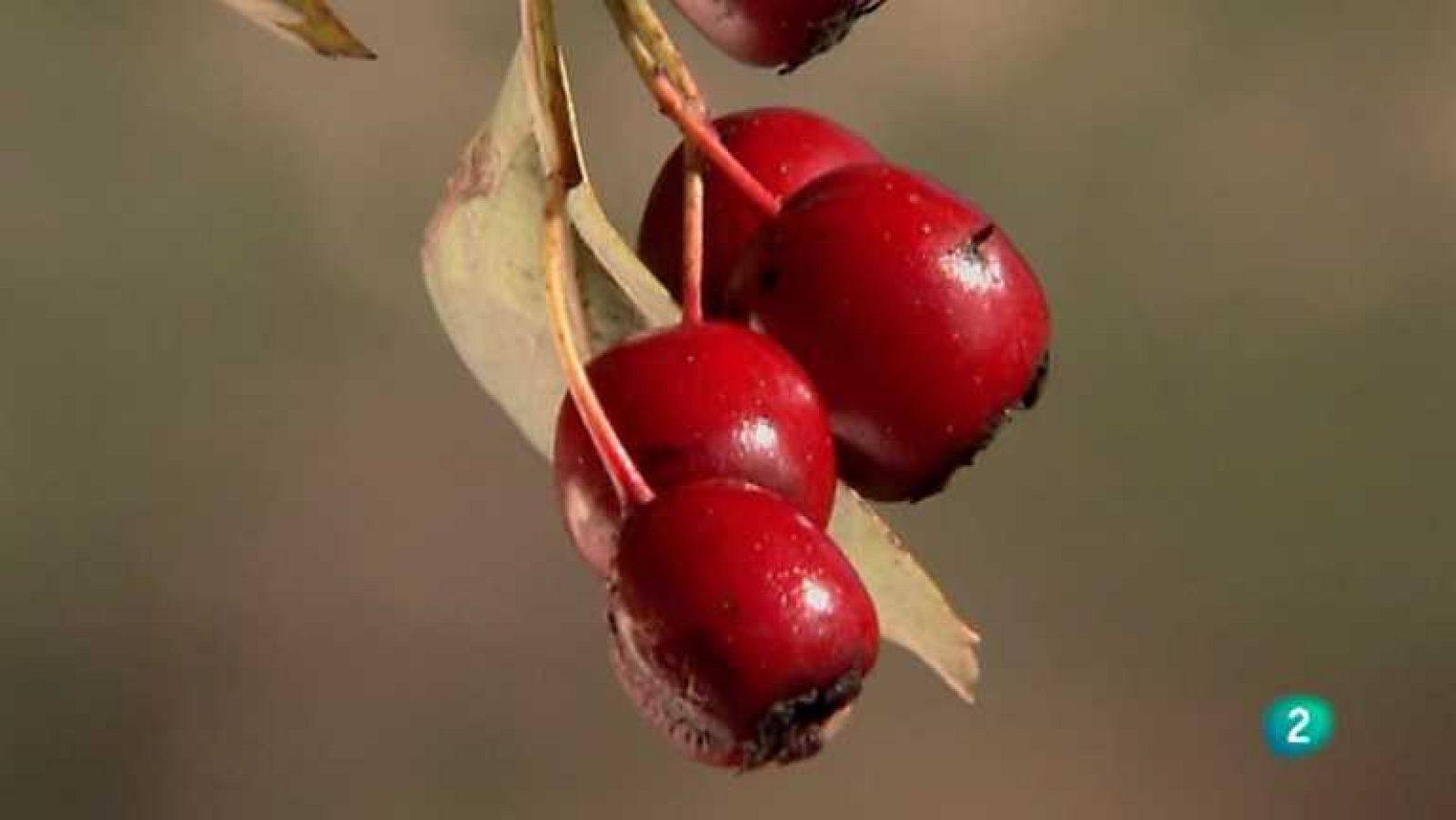 Biodiario - 15/05/12 - ver ahora