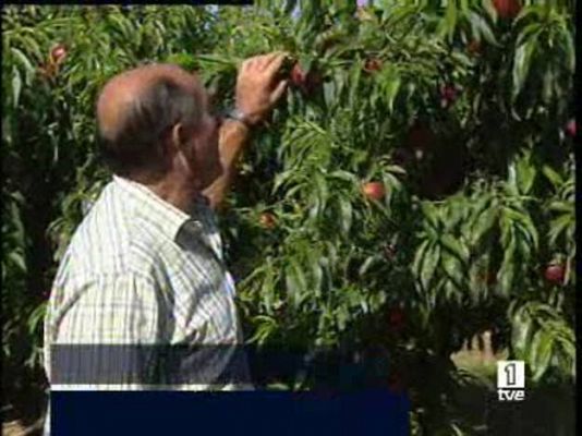 La fruta se pudre en el árbol