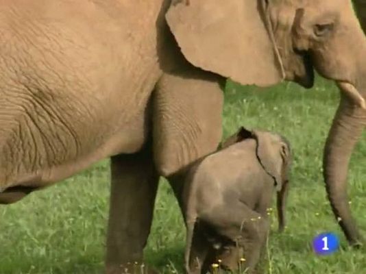 TeleCantabria - Telecantabria - 17/05/12