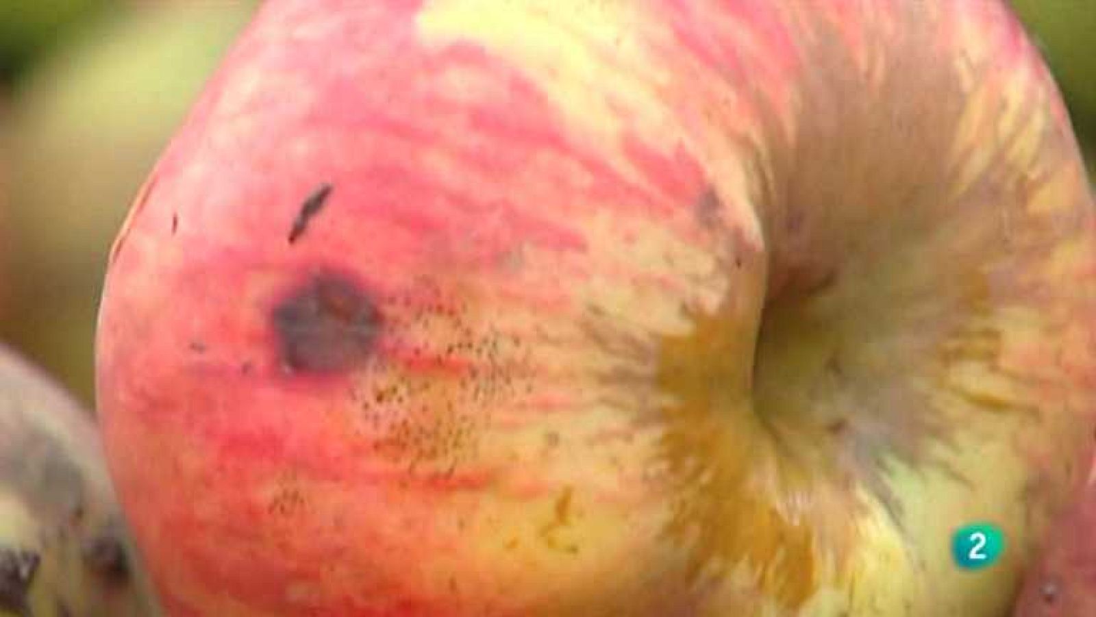 España en comunidad - Manzanas de Canarias - ver ahora