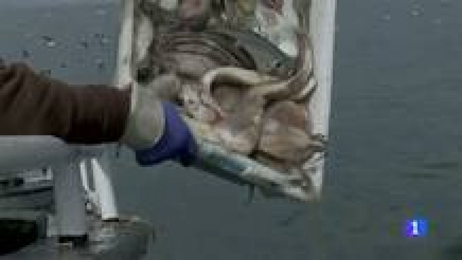 Se descartan más de un millon de toneladas de pescado cada año en toda Europa