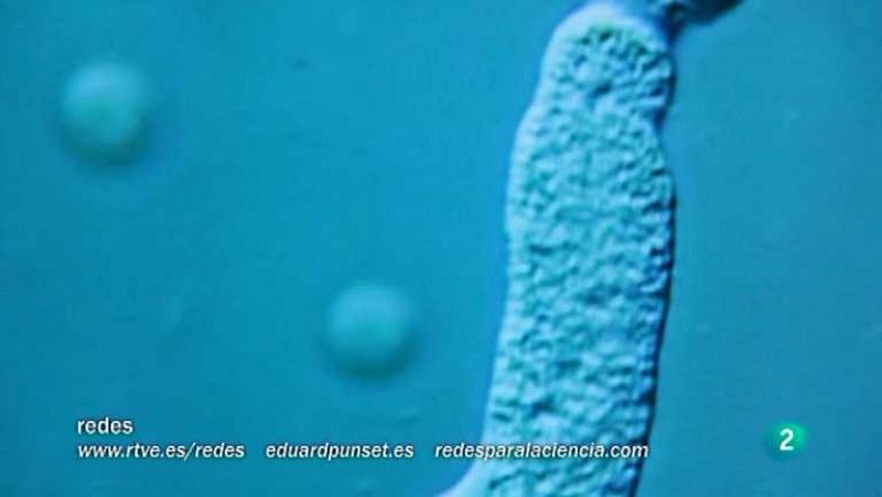 Redes - La lucha contra la malaria - Ver ahora