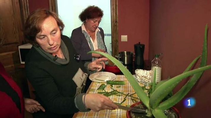 Conectando España - Los Tojos: cómo hacer áloe vera