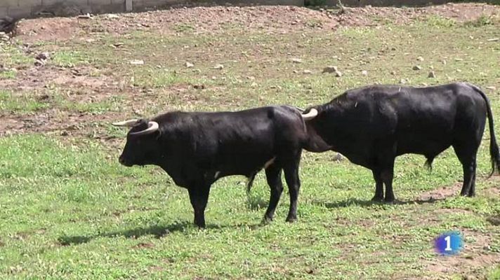 Conectando España - Feria: eligiendo novillo