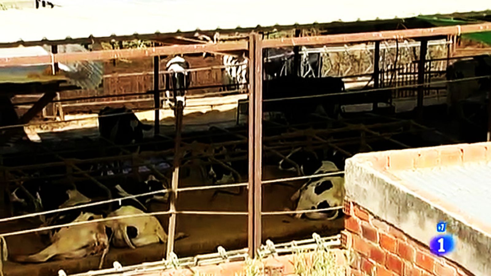 Mi casa, mi cruz - Fuente Palmera. Una vaquería ilegal detrás de casa - Comando Actualidad | Ver