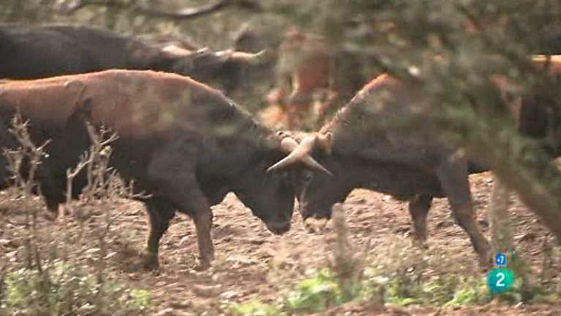 Tendido Cero  - 26/05/12 - Ver ahora