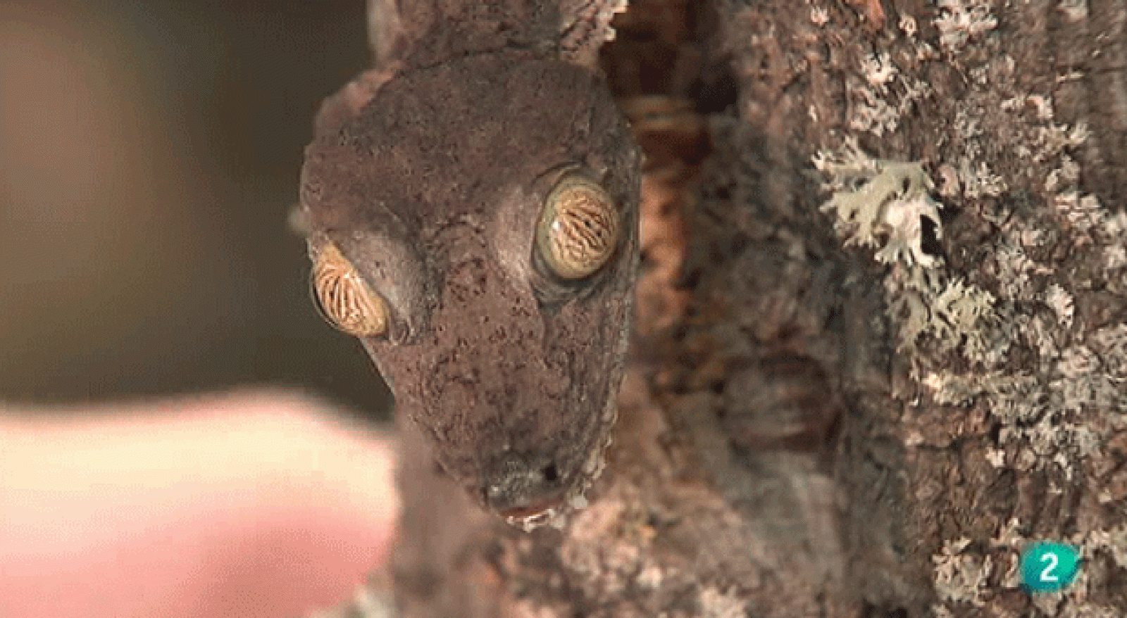 La Aventura del Saber. Cuaderno de Gaia: Camuflaje animal.