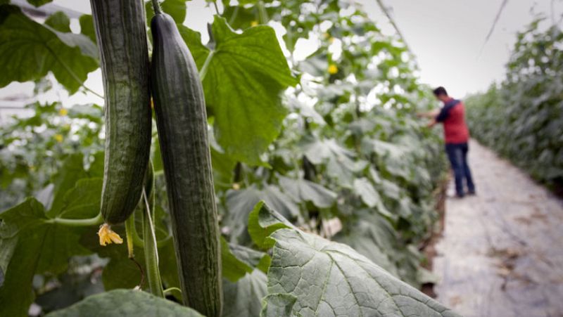 El sector agroalimentario  motor del comercio exterior en España