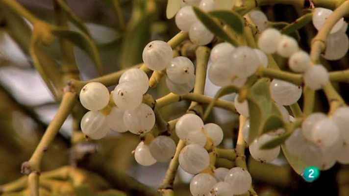 Biodiario - Biodiario