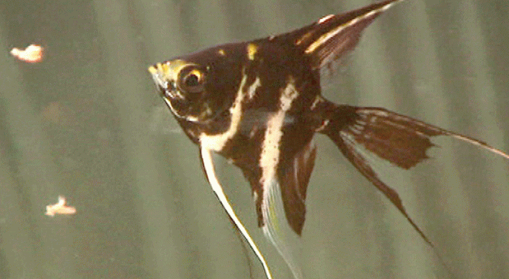 La aventura del Saber - Cosmocaixa: Acuarios